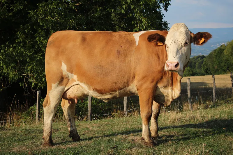 Simmentaler Rind auf der Weide